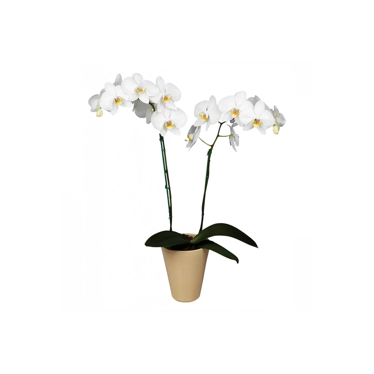 Buy white orchid with delivery Chisinau, Moldova