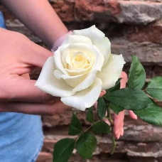 Trandafiri Albi pe Bucată 50-60 см