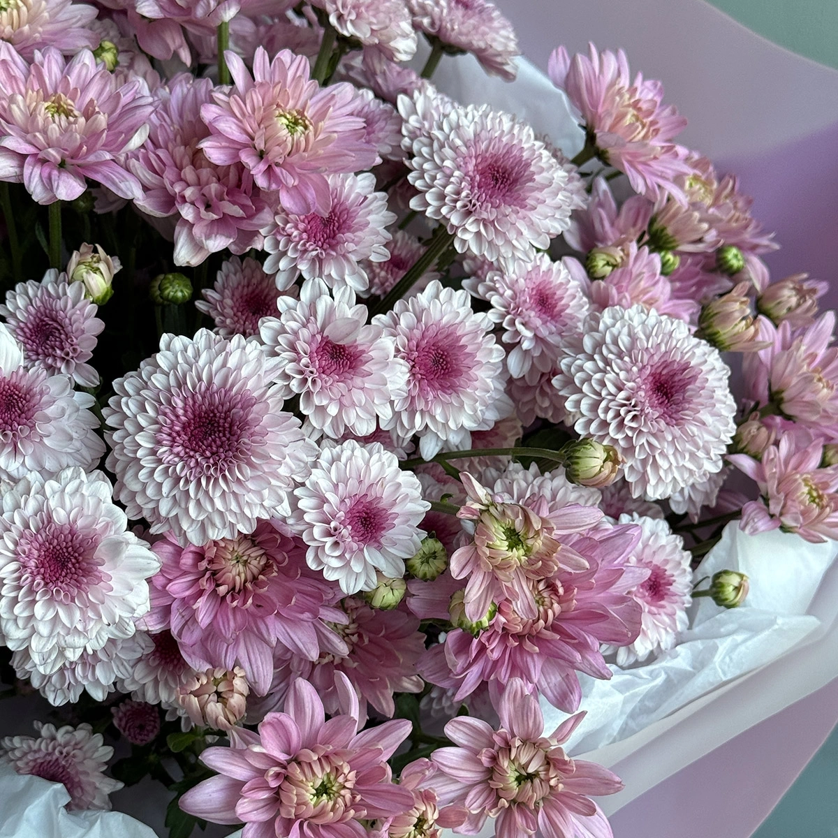 15 Pink Chrysanthemums