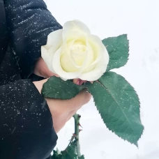 Trandafiri Albi pe Bucată 50-60 см