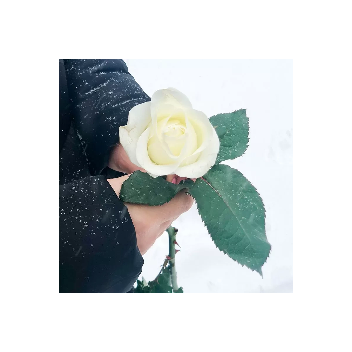 White Roses per Piece 50-60 cm