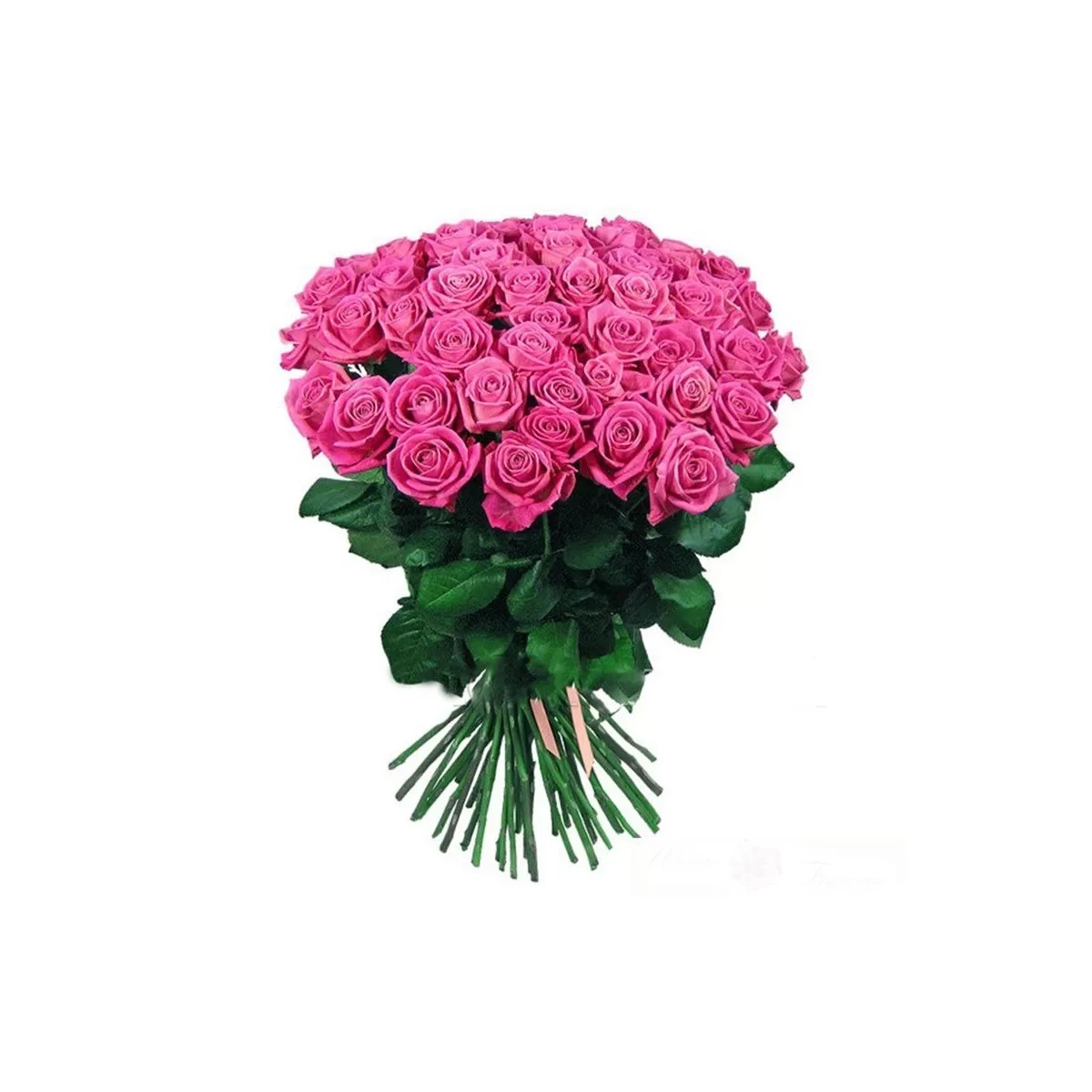 Buy 51 pink roses with delivery Chisinau, Moldova
