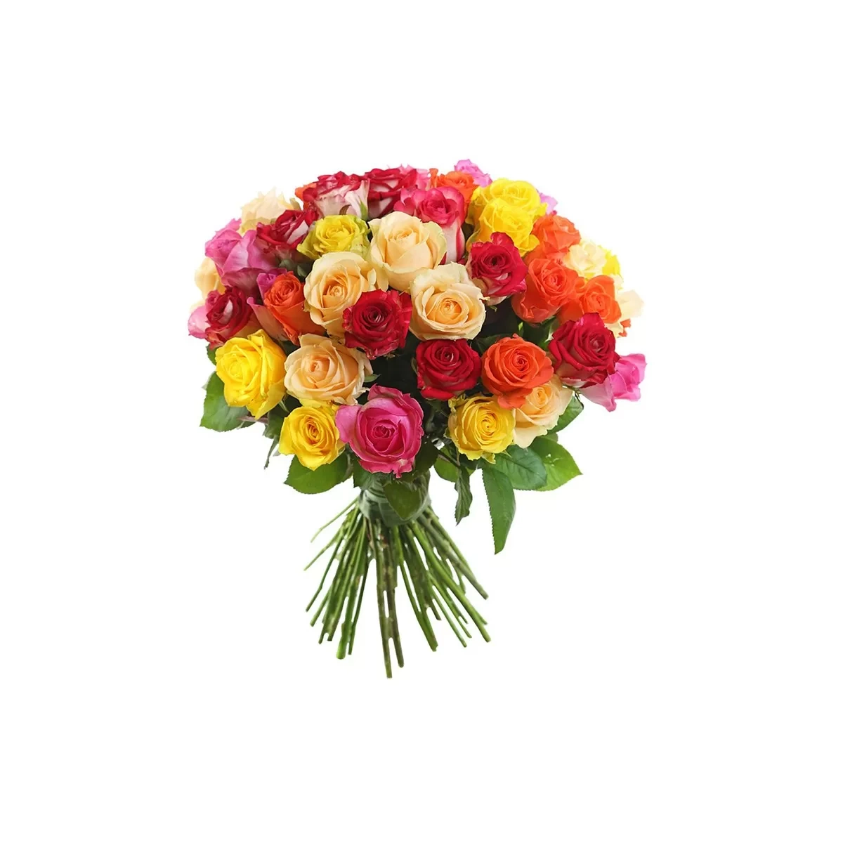 51 Assorted Roses 50-60 cm