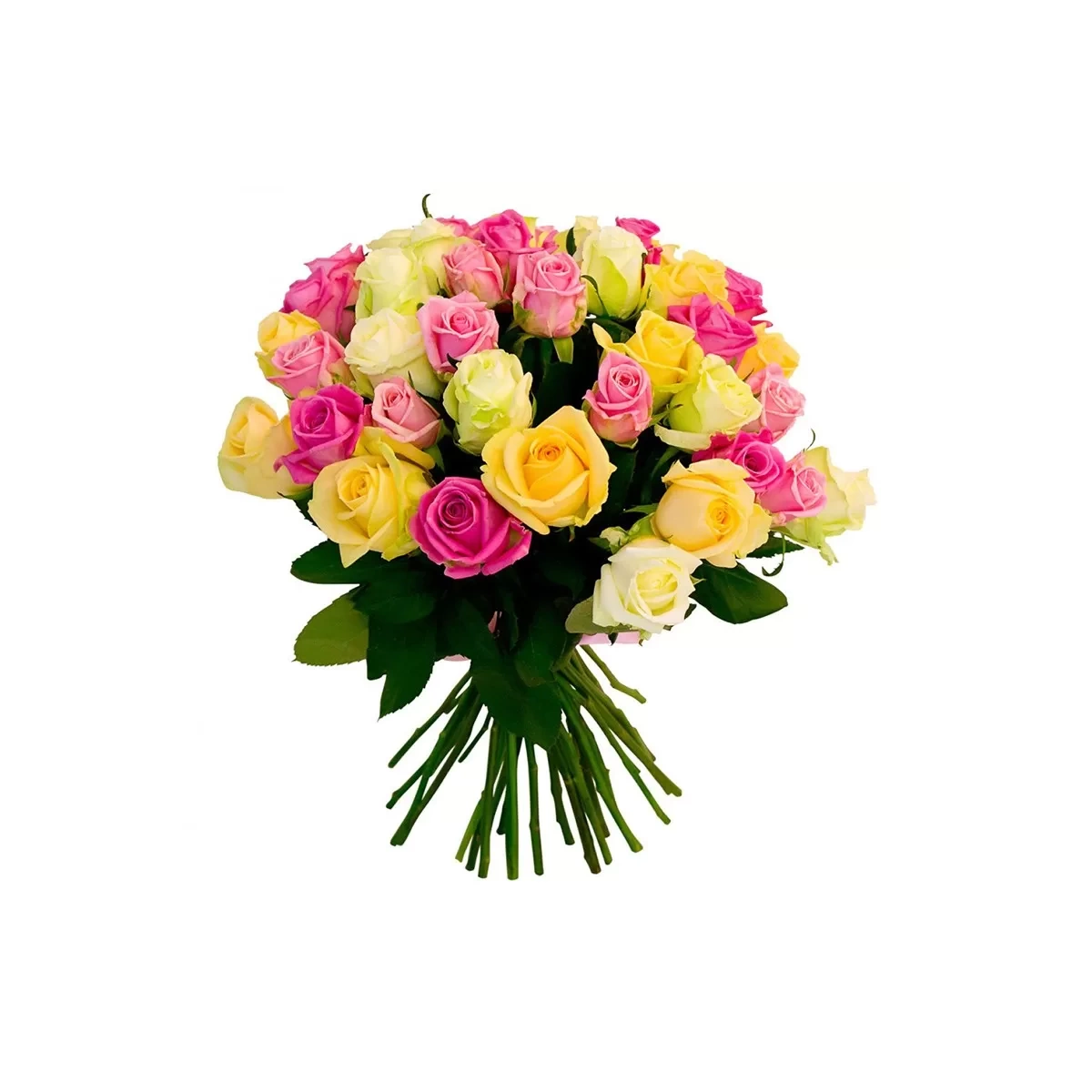 25 Assorted Roses 50-60 cm