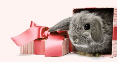 Что подарить в год Кролика (Новый Год 2023)?