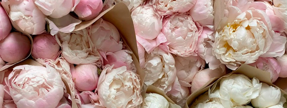 Peonies – the Kings of Summer and Symbols of Tenderness: Why Millions Love Them